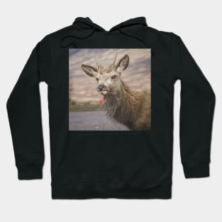 Scottish Highland Deer Hoodie